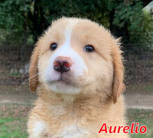 AURELIO, Hund, Mischlingshund in Italien - Bild 22