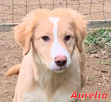 AURELIO, Hund, Mischlingshund in Italien - Bild 9