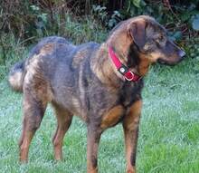 TAPSI, Hund, Mischlingshund in Kreuztal - Bild 14