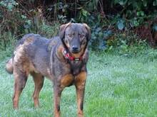 TAPSI, Hund, Mischlingshund in Kreuztal - Bild 15