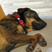 TAPSI, Hund, Mischlingshund in Kreuztal - Bild 6