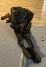 TAPSI, Hund, Mischlingshund in Kreuztal - Bild 8