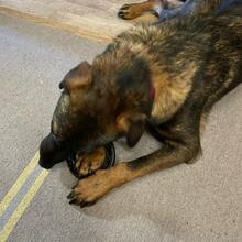 TAPSI, Hund, Mischlingshund in Kreuztal - Bild 9