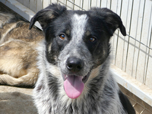 HELA, Hund, Mischlingshund in Rumänien - Bild 1