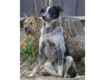 HELA, Hund, Mischlingshund in Rumänien - Bild 10