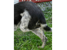 HELA, Hund, Mischlingshund in Rumänien - Bild 11