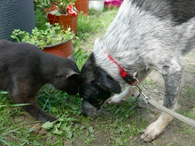 HELA, Hund, Mischlingshund in Rumänien - Bild 4