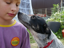 HELA, Hund, Mischlingshund in Rumänien - Bild 5