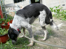 HELA, Hund, Mischlingshund in Rumänien - Bild 6