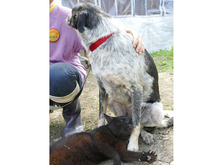 HELA, Hund, Mischlingshund in Rumänien - Bild 7