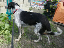 HELA, Hund, Mischlingshund in Rumänien - Bild 8