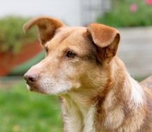 KURTI, Hund, Golden Retriever-Podenco-Mix in Buchholz - Bild 2