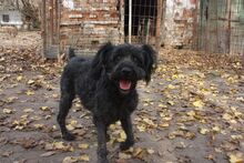 TINA, Hund, Pumi in Ungarn - Bild 1