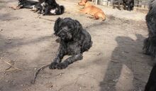 TINA, Hund, Pumi in Ungarn - Bild 2