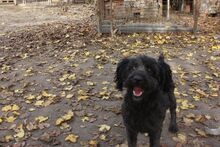 TINA, Hund, Pumi in Ungarn - Bild 3