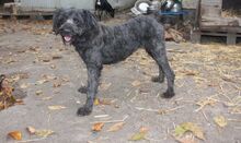 TINA, Hund, Pumi in Ungarn - Bild 6