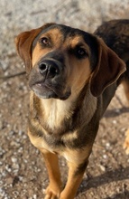 KAMELLE, Hund, Mischlingshund in Griechenland - Bild 1