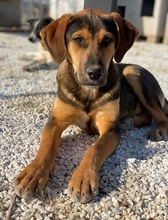 KAMELLE, Hund, Mischlingshund in Griechenland - Bild 12