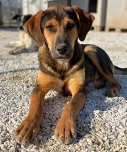 KAMELLE, Hund, Mischlingshund in Griechenland - Bild 13