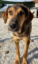 KAMELLE, Hund, Mischlingshund in Griechenland - Bild 14