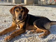 KAMELLE, Hund, Mischlingshund in Griechenland - Bild 15