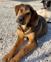 KAMELLE, Hund, Mischlingshund in Griechenland - Bild 17