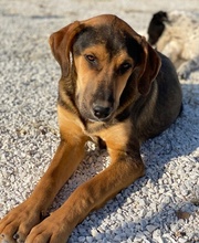 KAMELLE, Hund, Mischlingshund in Griechenland - Bild 18