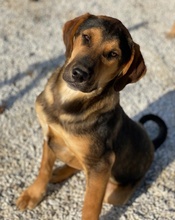 KAMELLE, Hund, Mischlingshund in Griechenland - Bild 19