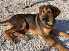 KAMELLE, Hund, Mischlingshund in Griechenland - Bild 2