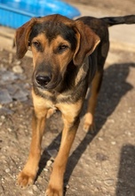 KAMELLE, Hund, Mischlingshund in Griechenland - Bild 4