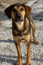 KAMELLE, Hund, Mischlingshund in Griechenland - Bild 5