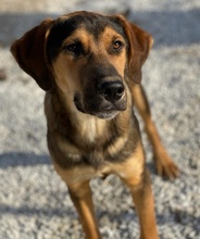 KAMELLE, Hund, Mischlingshund in Griechenland - Bild 6