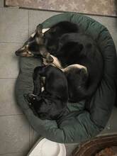 NOROC, Hund, Mischlingshund in Neuss - Bild 10