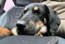 NOROC, Hund, Mischlingshund in Neuss - Bild 11