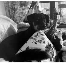 NOROC, Hund, Mischlingshund in Neuss - Bild 4