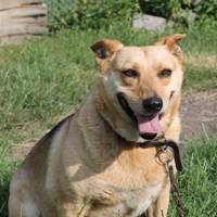 LILA, Hund, Mischlingshund in Rumänien - Bild 1