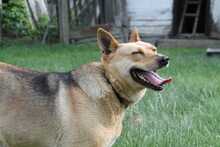 LILA, Hund, Mischlingshund in Rumänien - Bild 11