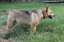 LILA, Hund, Mischlingshund in Rumänien - Bild 12