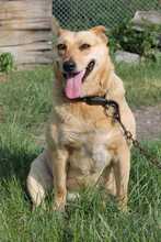LILA, Hund, Mischlingshund in Rumänien - Bild 2