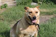 LILA, Hund, Mischlingshund in Rumänien - Bild 3