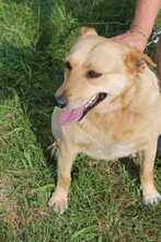 LILA, Hund, Mischlingshund in Rumänien - Bild 5