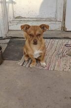 MOGYI, Hund, Mischlingshund in Ungarn - Bild 1