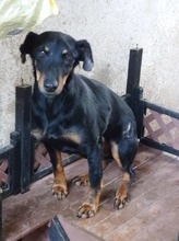 VIHRA, Hund, Mischlingshund in Bulgarien - Bild 1