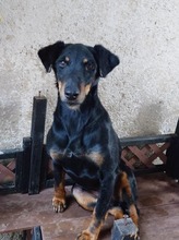 VIHRA, Hund, Mischlingshund in Bulgarien - Bild 2