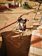 MAGY2, Hund, Mischlingshund in Bulgarien - Bild 2