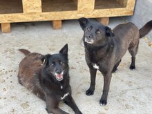 MANILA, Hund, Labrador-Mix in Rumänien - Bild 2