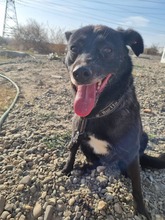 MANILA, Hund, Labrador-Mix in Rumänien - Bild 6