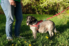 TOMMA, Hund, Mischlingshund in Bulgarien - Bild 2