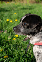TOMMA, Hund, Mischlingshund in Bulgarien - Bild 3