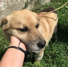 RONNY, Hund, Mischlingshund in Rumänien - Bild 6